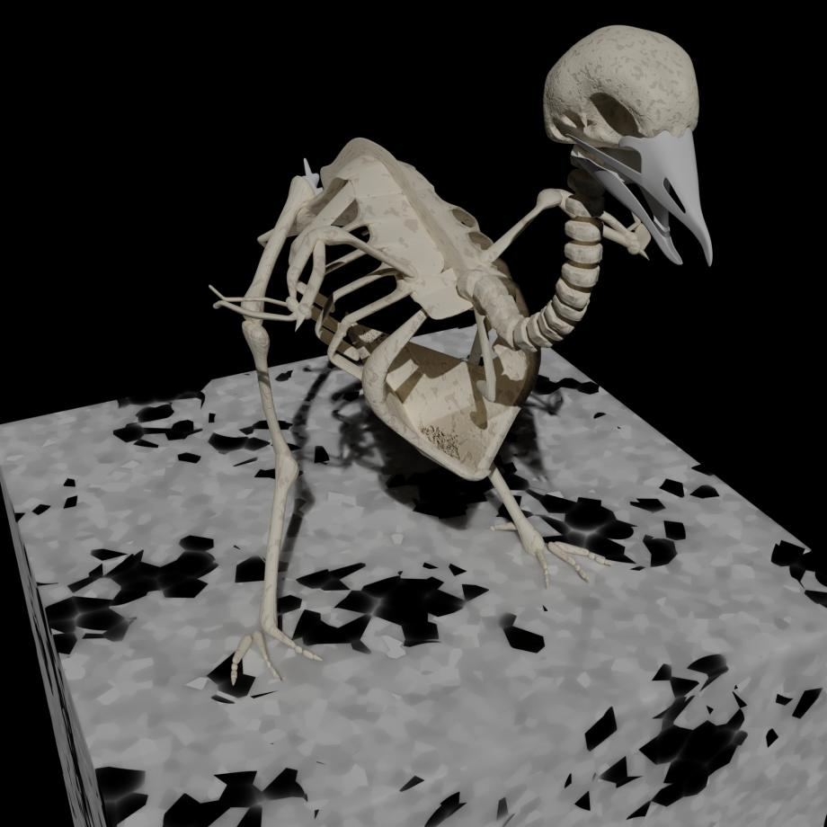 鳥の頭蓋骨 無料3Dモデル - .blend .fbx .obj - Free3D