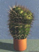Cactus 3d model