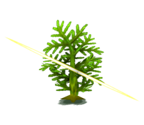 Baum (Pokemon) 3d model