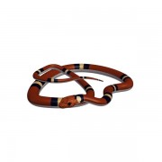 Escarlate Serpente v1 3d model